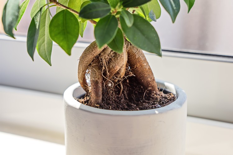 Indoor plant will aid in removing possible pollutants from the air
