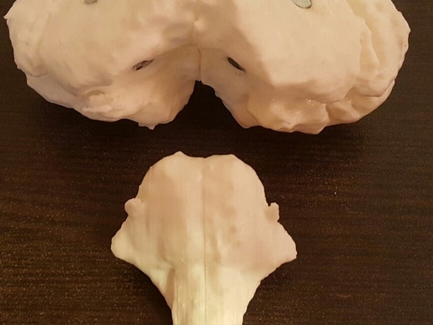 Anatomy Brain Usb Plug Casual Cool 3d Impreso Crazy Funny Co 
