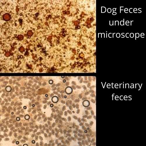 30 Things You Can See With A 2500x Microscope 3drific